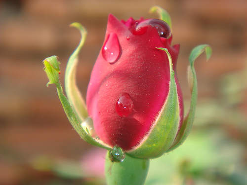  bunga  mawar  merah  coretansajakku